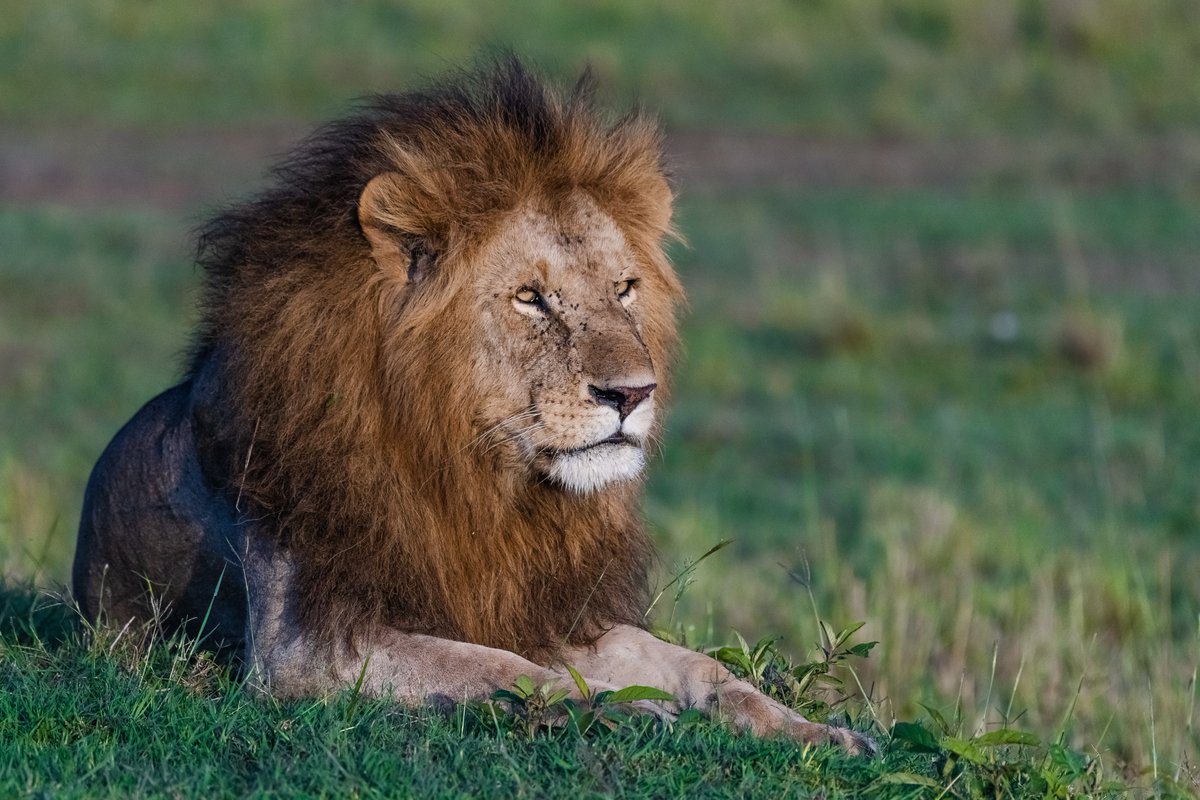 bownaankamal's tweet photo. King Doa - One of the six beautiful Bilashaka males. Last time I saw him was with Marsh Pride in Oct 2019. He may be gone but his memories prevail.
🦁 Masai Mara | Kenya
#justiceforolobor #amazinganimals #lionsofkenya #animal #kenyawildlife #mammalwatching #africanparksnetwork #kenya #africasafari #bownaankamal #jawsafrica #masaimara #maasaimara #lion #africanlion #iamnikon #wildlife #bigcats #bbcwildlifepotd #jawswildlife