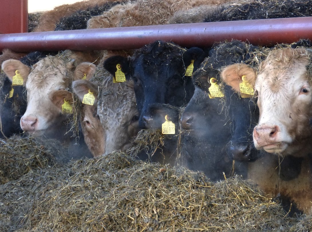 Michael Priestley tweet media