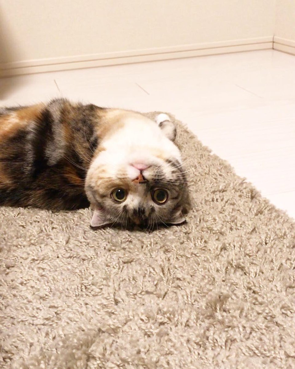 lamu1010's tweet photo. 今日はにゃんこの日。
#ねこの日 #猫の日2024 https://t.co/OI45EHZwCd