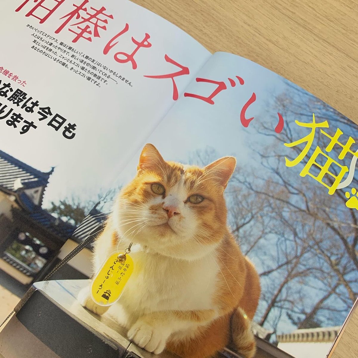 みんにゃ、どんな猫の日を過ごしてるにゃん？ぼくの猫の日はというと