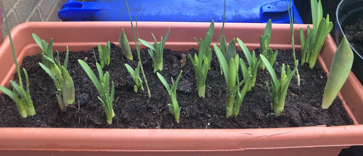 BubblyNas's tweet image. “Mixed Bulbs”
Clear as mud 🤦‍♀️
#Novice #Gardener 🪴🌱🐛🦋🐝