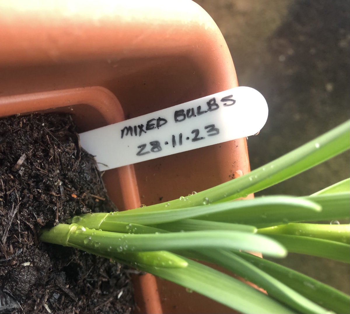 BubblyNas's tweet image. “Mixed Bulbs”
Clear as mud 🤦‍♀️
#Novice #Gardener 🪴🌱🐛🦋🐝