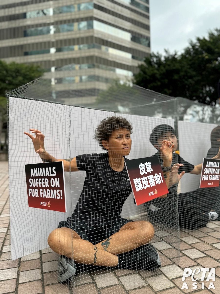 Hong Kong’s fur fair begins today and PETA is there to remind attendees that fur is cruel! 💔 Cruelty-free fabrics and faux furs are available everywhere. Take a stand against cruelty and pledge to be fur-free today ➡️ PETAAsia.com/FurFree