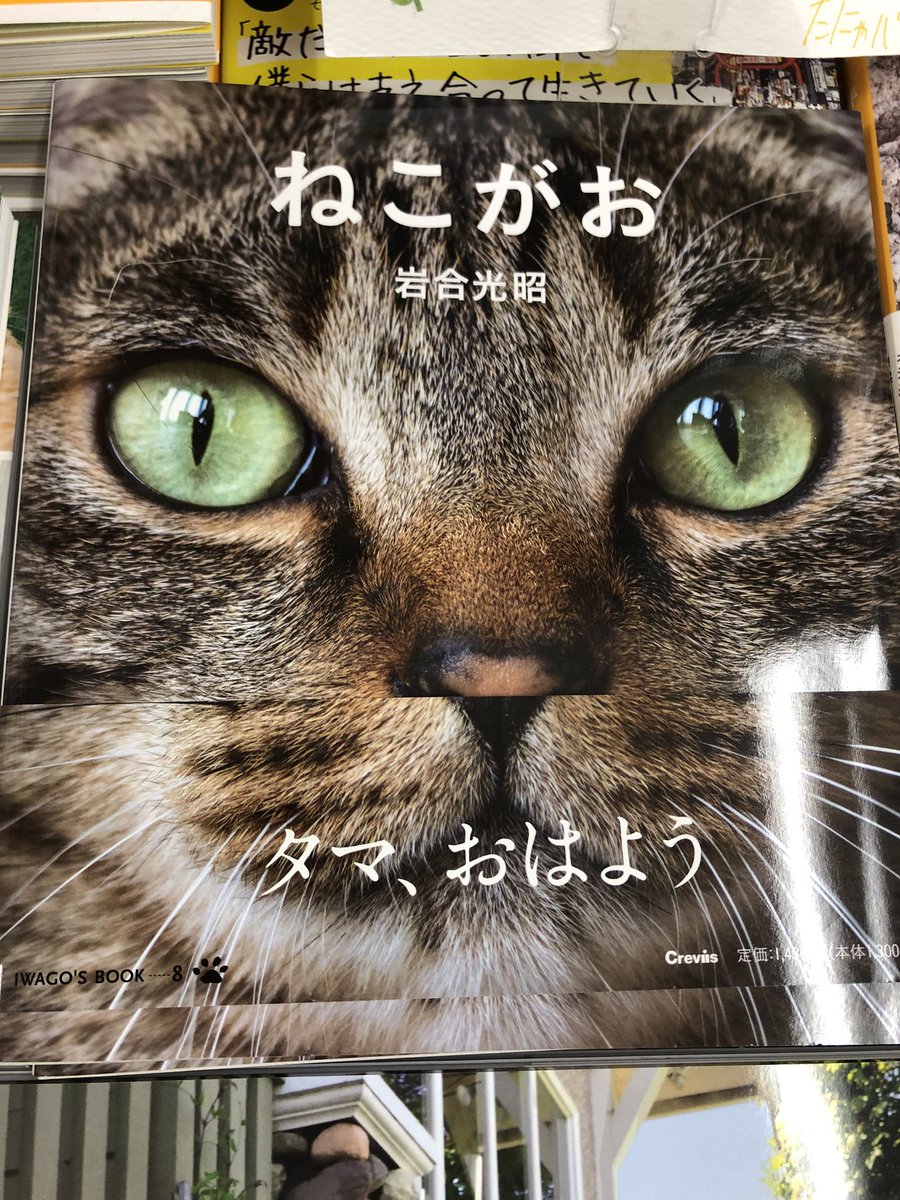 5階 芸術 B14】 本日は #猫の日 ということで、ネコ写真集の紹介になり