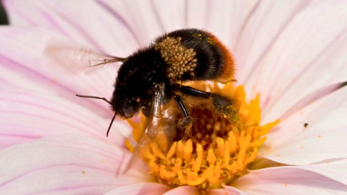 Bumblebee Conservation Trust tweet media