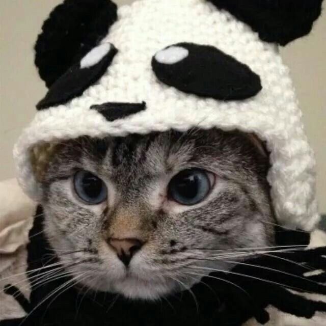 happy national cat day ♡