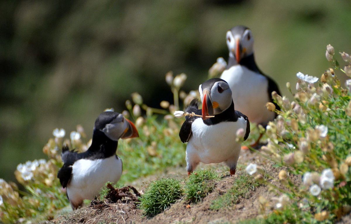 NPWS are currently advertising for the following services:
The Provision of conservation management monitoring on Puffin Island SPA, Co Kerry 2024 (1201_CMPI24)
You must be registered on eTenders to access the competitions.

#noticenature #etenders