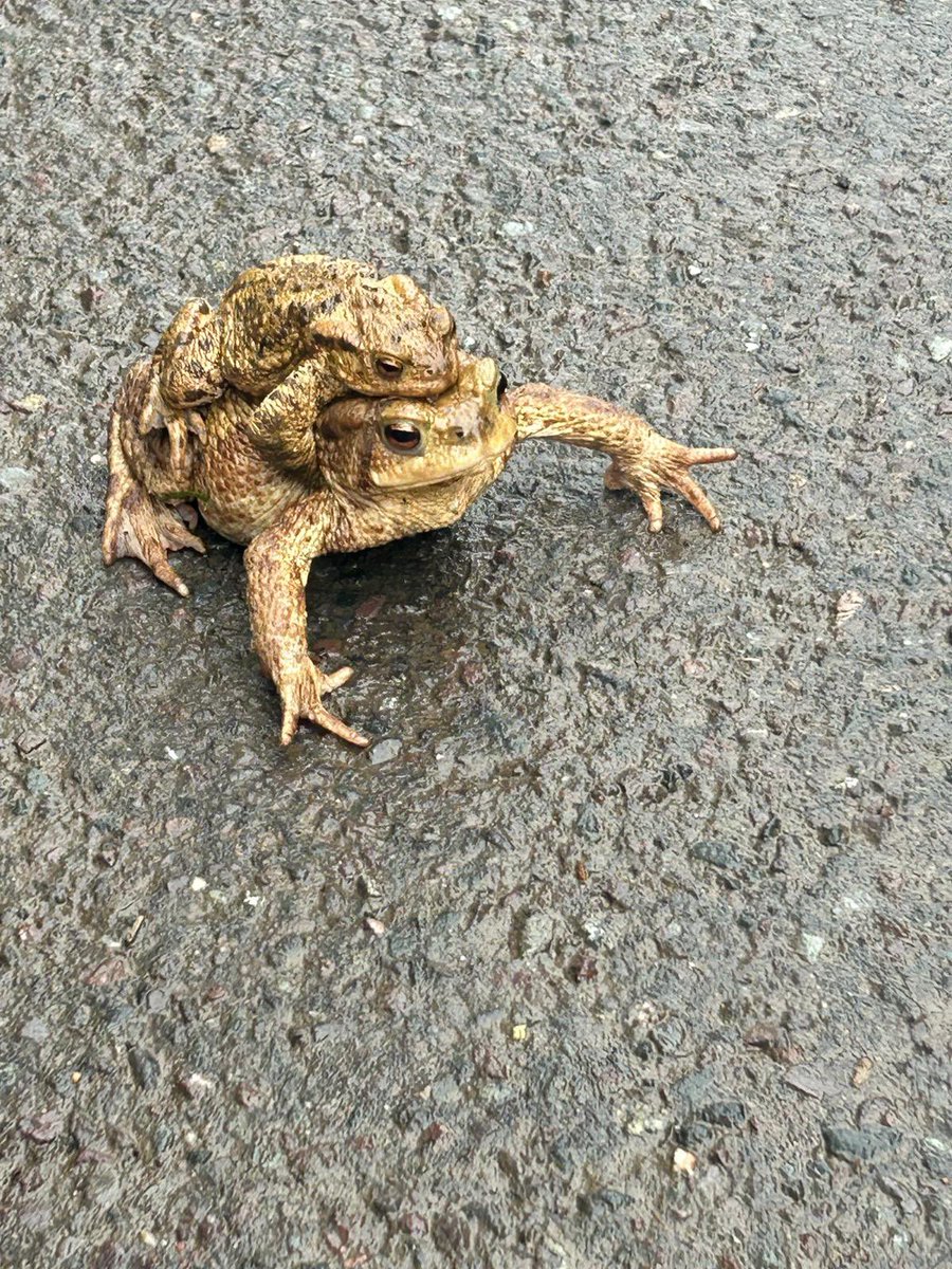 Our brilliant volunteers have helped more than 2,700 amphibians across Charlcombe Lane so far in the 2024 migration season - that is more than the whole of the 2023 season. We’ve had some very busy nights and they are still on the move with another month of the season left 🐸