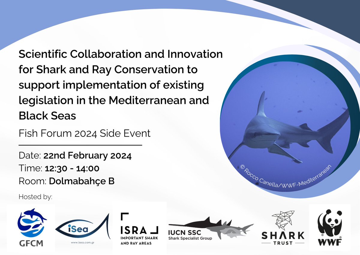 It’s Day 3 of #FishForum2024 and we are looking forward to featuring our #FlatSharkShowcase (representing nearly 30 collaborators throughout the region) during the side event together with @WWFMed, @un_fao_gfcm, @SharkRayAreas, @IUCNshark, @iSeaOrg this afternoon!