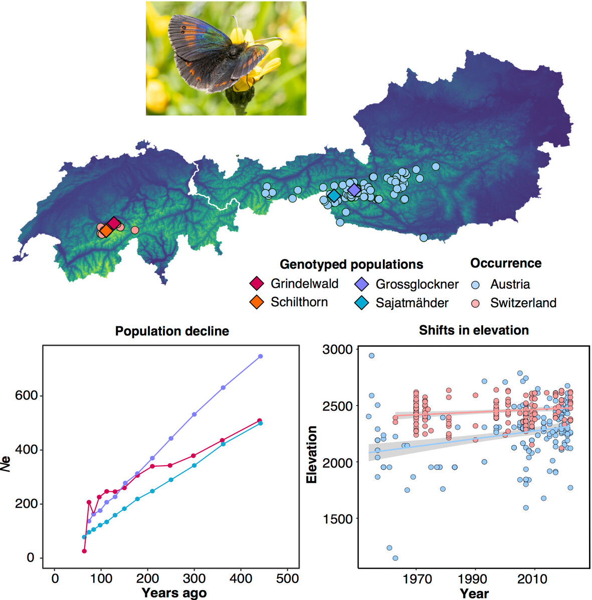 Insect Conservation and Diversity (@insectdiversity) on Twitter photo New work by @Haugustijnen <a href="/KayLucek/">Kay Lucek</a> et al.
Living on the edge - Genomic and ecological delineation of #cryptic lineages in the high-elevation specialist #Erebia nivalis: doi.org/10.1111/icad.1…
#OpenAccess #Biodiversity #Conservation #Genomics <a href="/WileyEcolEvol/">Wiley Ecology & Evolution</a>
Photo © M.Schweizer New work by @Haugustijnen <a href="/KayLucek/">Kay Lucek</a> et al.
Living on the edge - Genomic and ecological delineation of #cryptic lineages in the high-elevation specialist #Erebia nivalis: doi.org/10.1111/icad.1…
#OpenAccess #Biodiversity #Conservation #Genomics <a href="/WileyEcolEvol/">Wiley Ecology & Evolution</a>
Photo © M.Schweizer