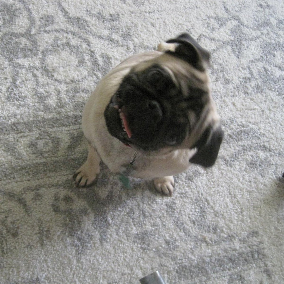 LiamWonderPug's tweet photo. Hi, sorry we missed #pugtalk again. I just started a 3rd round of antibiotics, humom feels worse than me I think. Here's puppy Jack'son, always a great tilter at least he doesn't look grumpy here, amirite? #headtiltthursdays
#tiltmasterjack #scribblepug #ThrowbackThursday #pug https://t.co/nwGzLheY5N