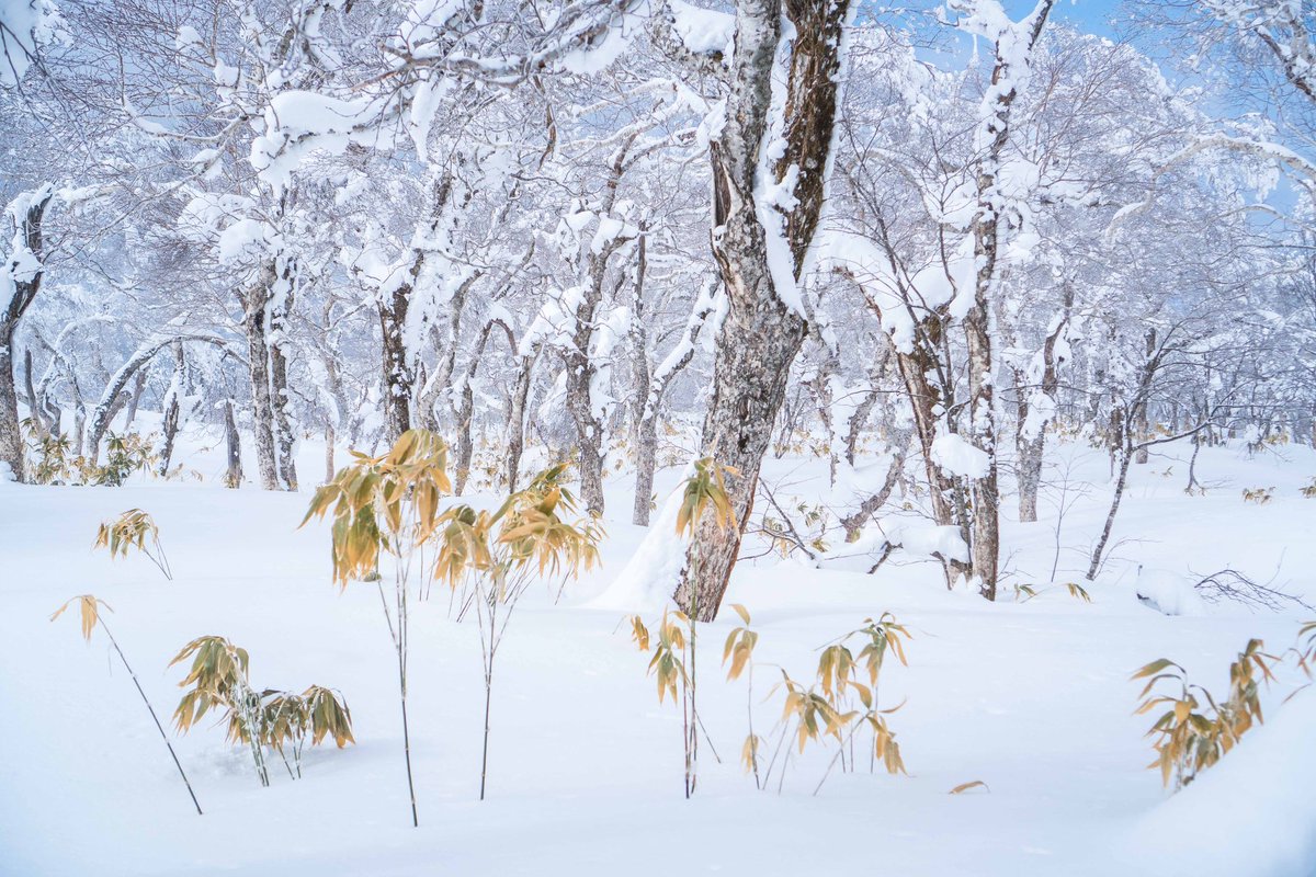 adexnoboribetsu's tweet photo. Here are some pictures taken on our snowshoe tours this winter. It’s very beautiful in Noboribetsu in wintertime. 😊
https://t.co/QAaSsYOjgS
#adexbase #adexnoboribetsu #hokkaido #hokkaidotrip #japan #tour #アドベンチャートラベル #北海道 #登別 #日本
#イマソラ #スノーシュー #雪 https://t.co/vlQDXl6NSO