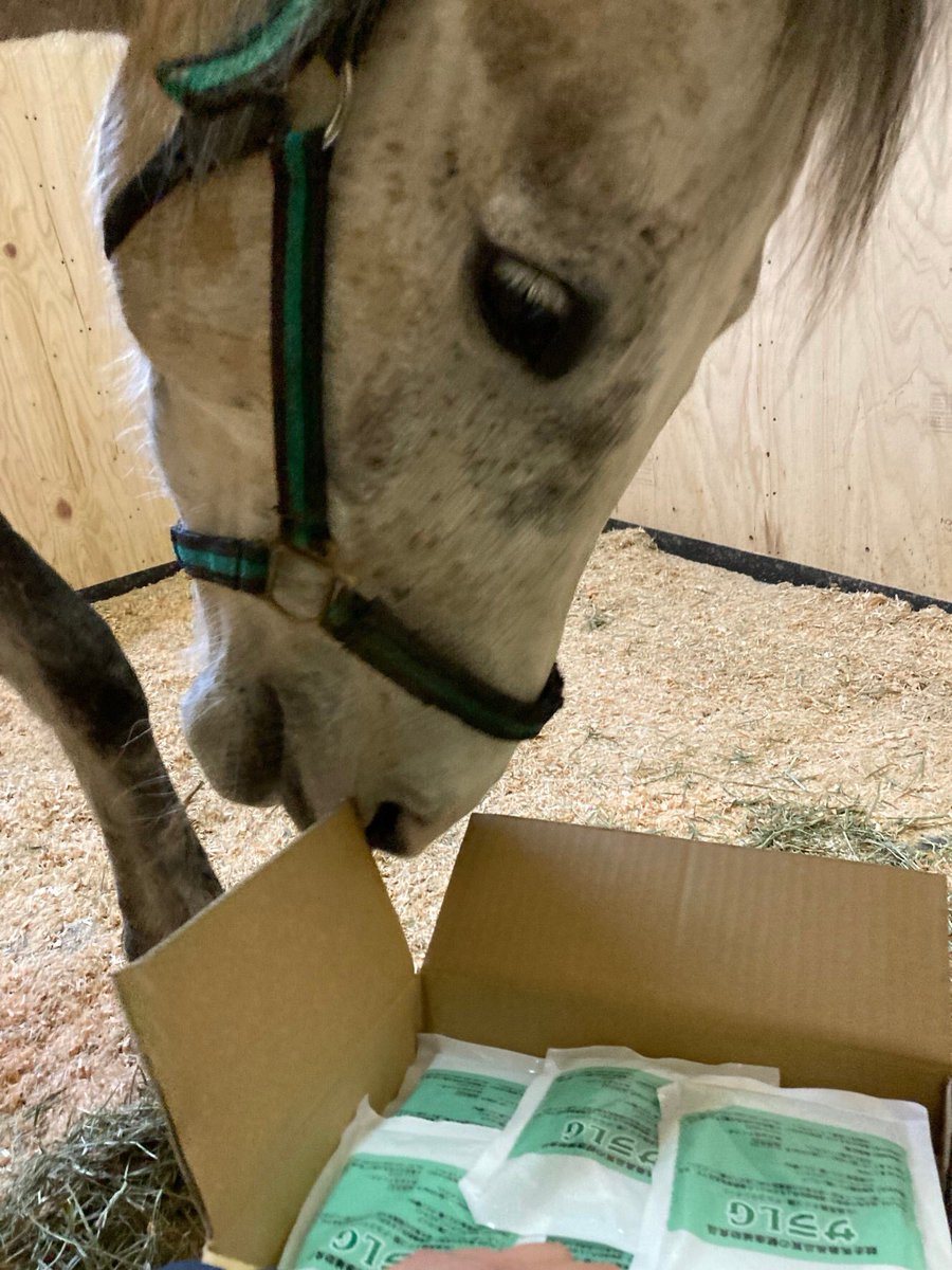 washuba_horse's tweet image. おれカムイ
ほんと嬉しい🙏
健康補助食品、ファンから届いた
皆んなには申し訳ないけど、おれ専用なんだ
その代わり早く元気になるよ

#サラLG  #健康補助食品　#和種馬ホースランド　#馬好き　#乗馬　#大阪府柏原市