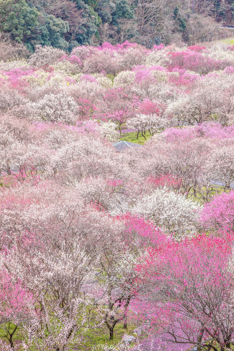 今年も三重県が桃源郷の世界になりました