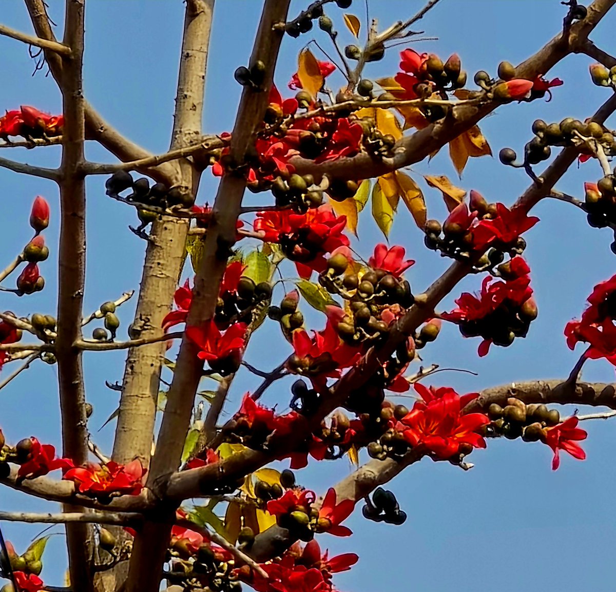 DrAmbrishMithal's tweet image. As the tulips will begin to recede soon-

Delhi getting it's first flush of red semal - red silk cotton flowers

Watch as your city turns red over the next few weeks

#semal #simal #silkcotton #bombax #spring #Delhi