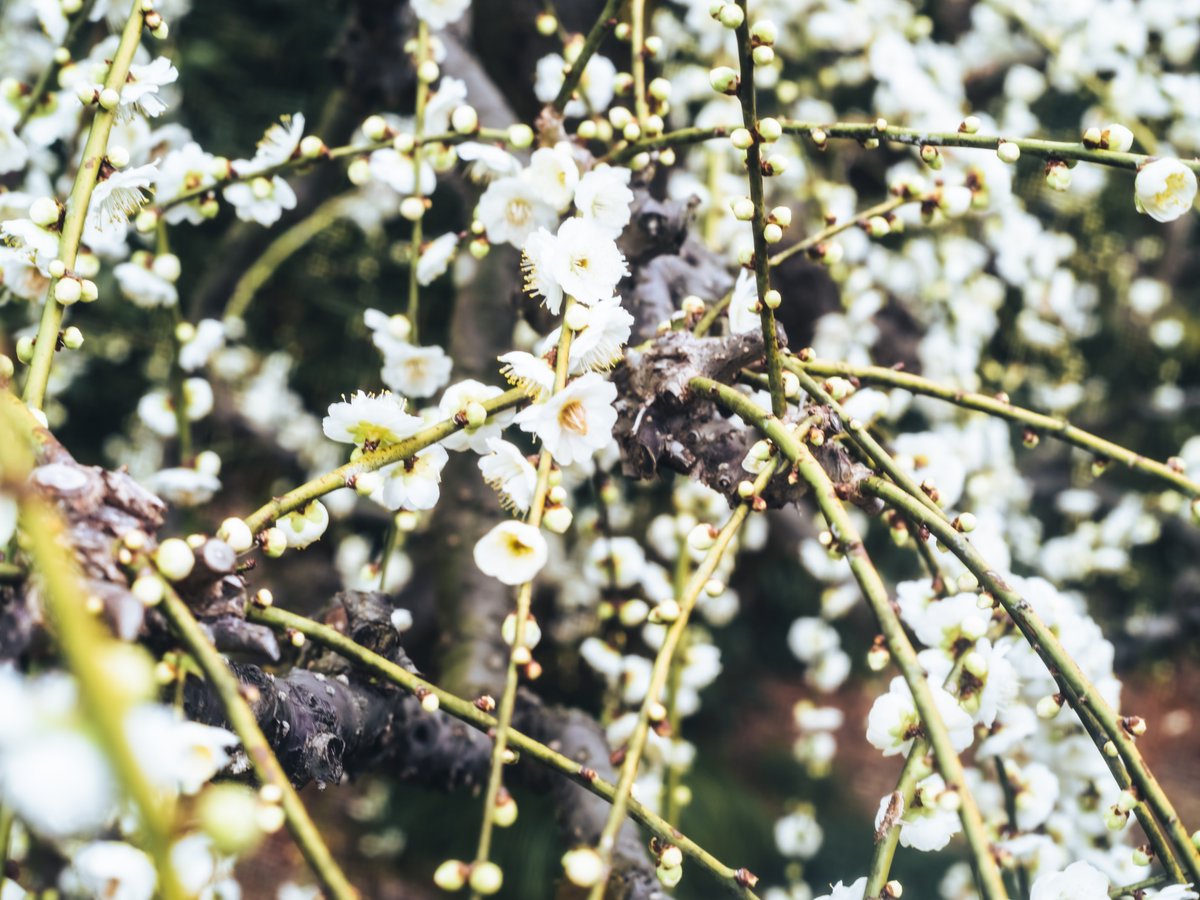 Shirousa_uto's tweet photo. 花が綻び君は笑う。 https://t.co/jslcQrSDWr