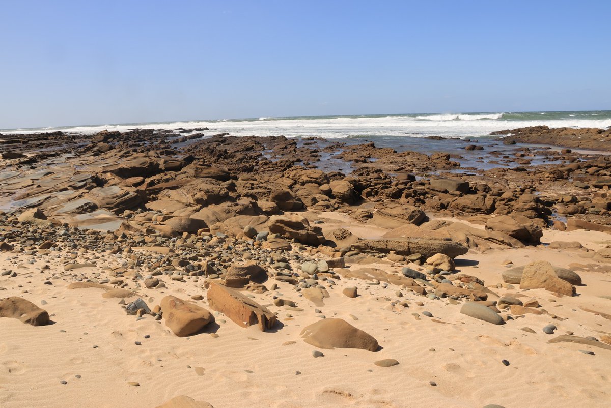 SANBI_ZA's tweet image. Rocky intertidal shores are among the most charismatic, colourful, accessible and interesting ecosystems in South Africa. They vary with region, wave exposure, rock type and sand cover, resulting in many different ecosystem types and species
#SANBI4Nature #biodiversityforlife