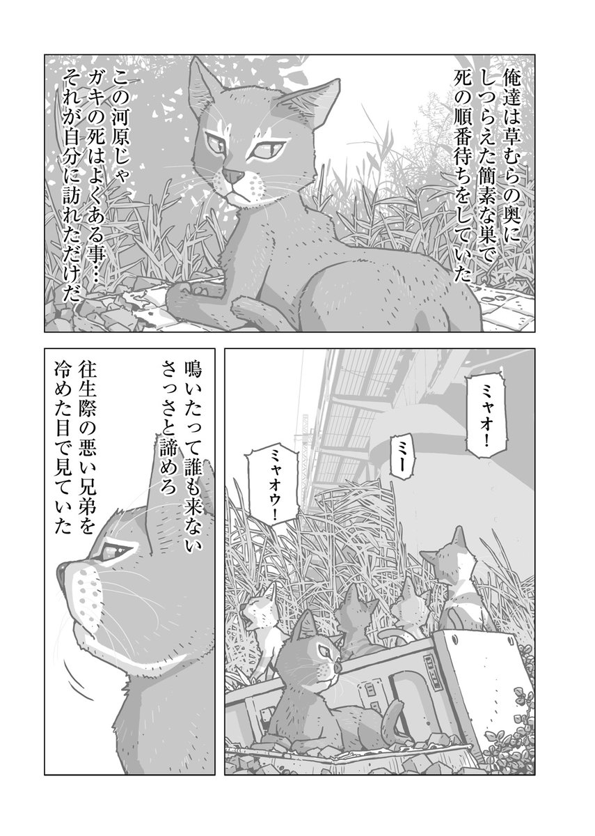 過酷すぎる世界を生きるノラネコ🐈の話(1/2)
#漫画が読めるハッシュタグ
#マンガが読めるハッシュタグ
#アンブル編集部