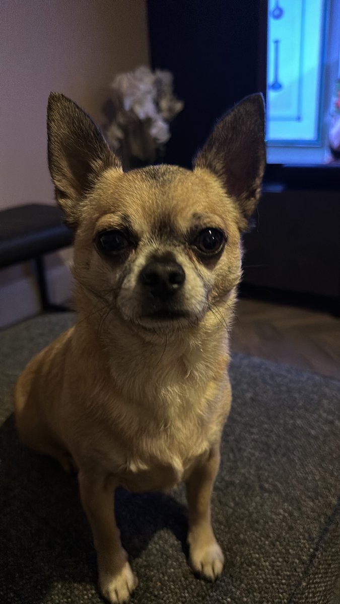 rotheboat16's tweet photo. Our little pooch is lost in the Dublin 7 area. If everyone could retweet to help us find him it would be greatly appreciate. He responds to his name, Kaydo.

#lostdog https://t.co/BieOj3I37S