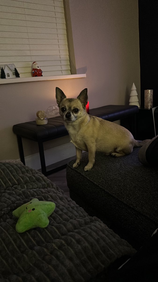 rotheboat16's tweet photo. Our little pooch is lost in the Dublin 7 area. If everyone could retweet to help us find him it would be greatly appreciate. He responds to his name, Kaydo.

#lostdog https://t.co/BieOj3I37S