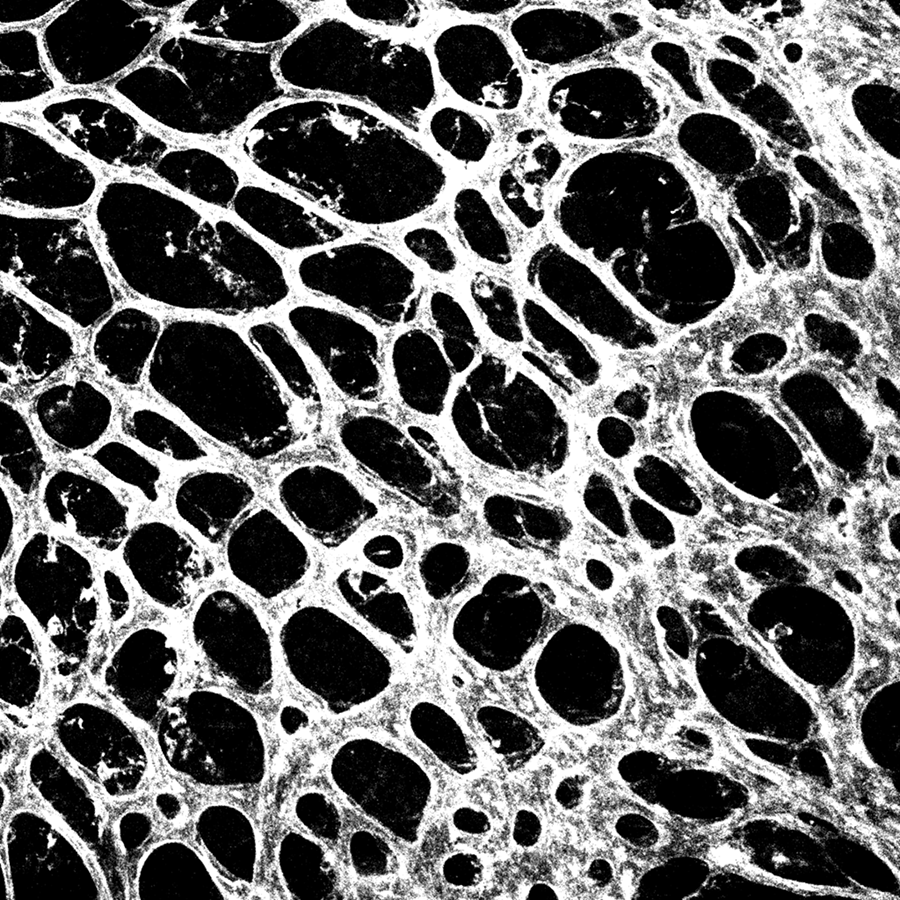 TheSantoroLab's tweet photo. We're hiring brave scientists💪 If you're eager to start a new line of research in angiogenesis and cardiovascular disease, get in touch @TheSantoroLab
https://t.co/mkCcMxTdE6 https://t.co/H1uevDdj3e