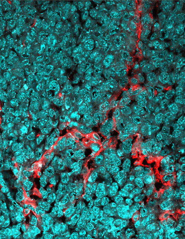 TheSantoroLab's tweet photo. We're hiring brave scientists💪 If you're eager to start a new line of research in angiogenesis and cardiovascular disease, get in touch @TheSantoroLab
https://t.co/mkCcMxTdE6 https://t.co/H1uevDdj3e