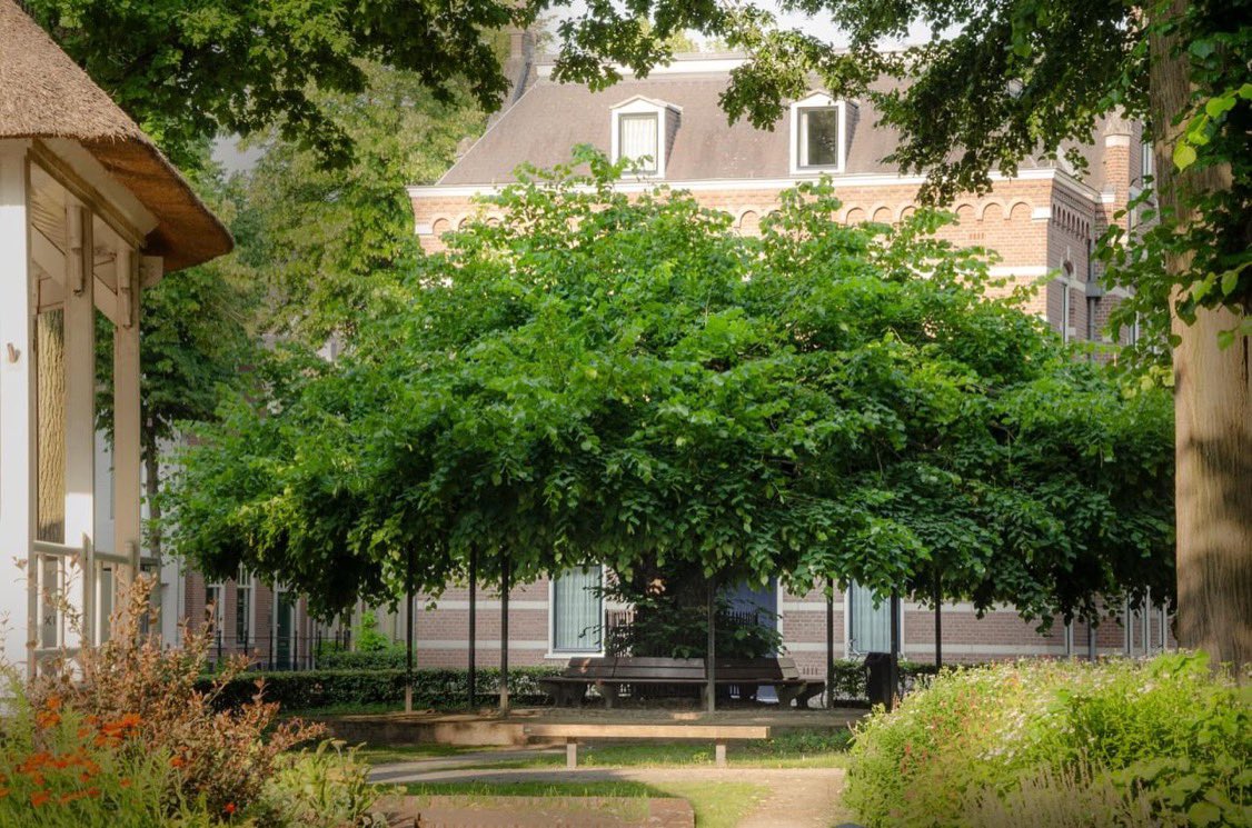 BoswachterFrans's tweet photo. Hebben jullie al gestemd op deze prachtige magische Zomerlinde met de mooie naam #marialinde Nog niet! Kan vandaag nog tot 16.00 uur. Doen hè. https://t.co/QUyzshOn9U op die site kan je stemmen @SBNLNatuurfonds #BezoekOisterwijk https://t.co/eFEUE9f5hX