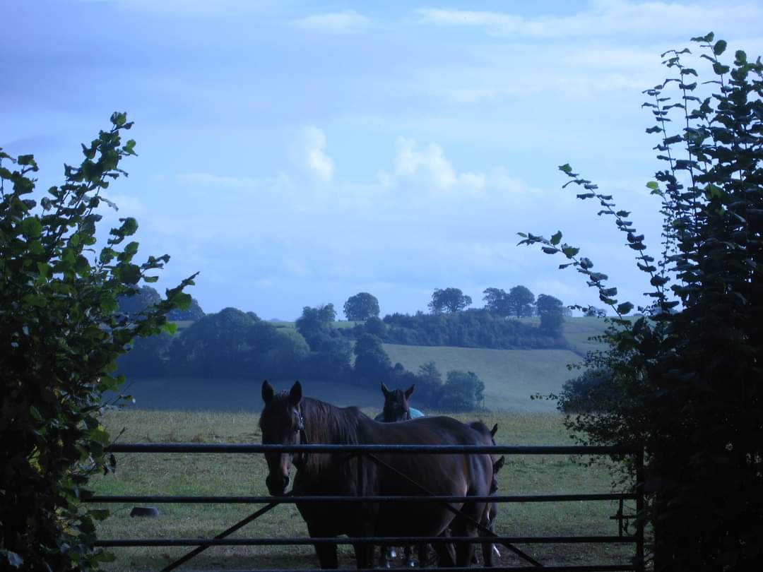 We're on the move again!  This Sunday's walk is a 10 mile stomp from Godalming Wharf (parking available) to Winkworth Arboretum, then to Hydon's Ball and back.   It's a free walk, but if you book on our website, then we know you're coming.  10.30 am at Godalming Wharf.