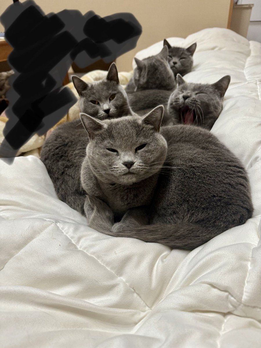 2/22
にゃんにゃんにゃん

昨日は東京ドームライブ行って夜行バスで帰宅。主は体バキバキで布団敷いて爆睡中笑
こうやって上に乗ってまったりしてくれるのも通常運転☺️

#シャルトリュー
#ネコ好き
#もふしまこつめうるはく
#猫の日
#にゃんにゃんにゃん