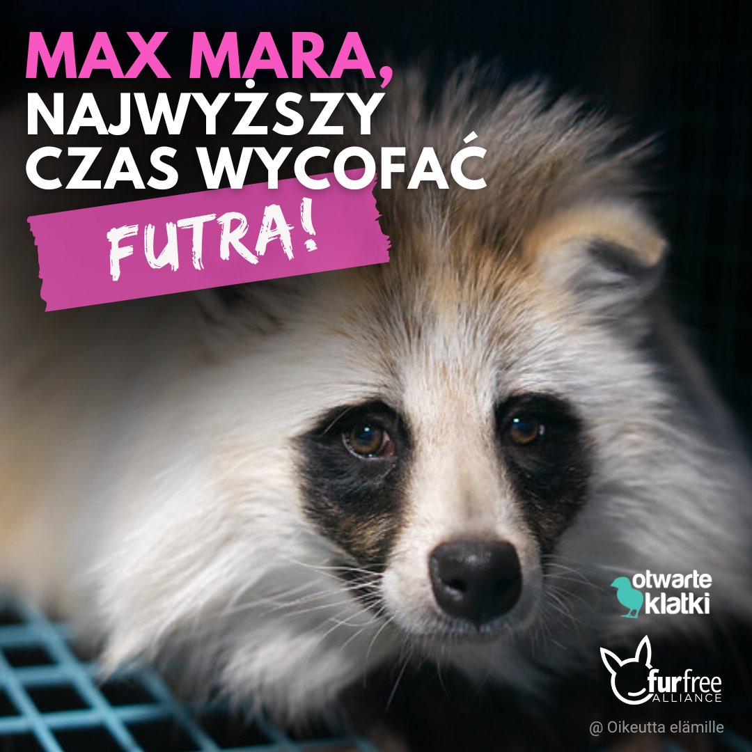 Już ponad 170 000 osób wezwało @maxmara do zaprzestania sprzedaży futer naturalnych 👏 furfreealliance.com/max-mara-fur-f… #FurFreeMaxMara #MaxMaraFW24