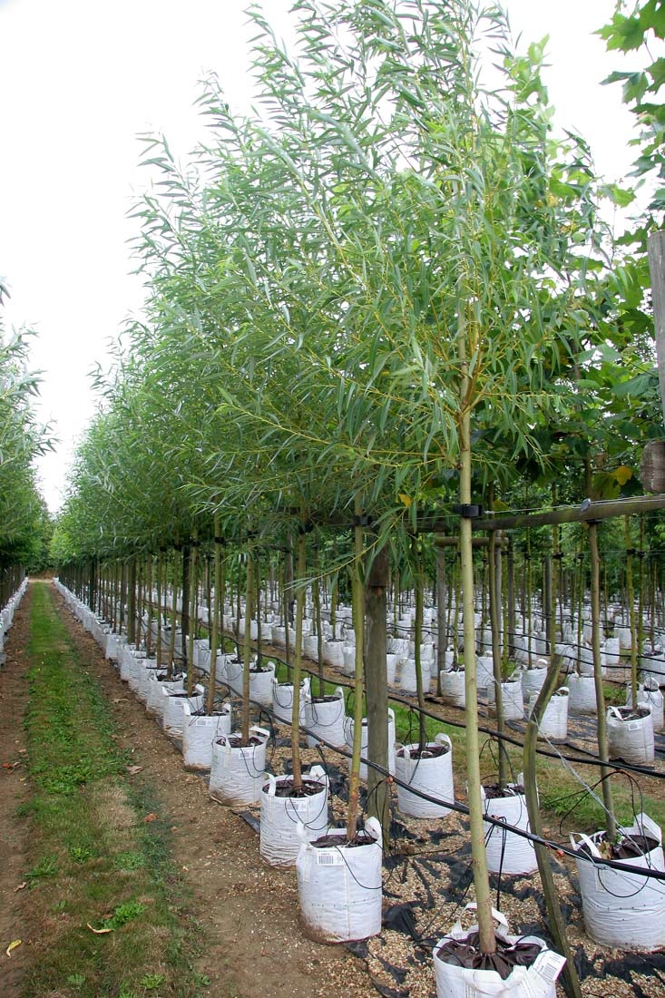 Barchamtrees's tweet image. Check out 👀 the link to the Tree Availability List from the 🌳Barcham Trees🌳 nursery in Ely ⬇️.

bit.ly/48u0k06  

Enquiries:  please call us on ☎️01353 720950.

Photo: Salix alba Chermesina - Scarlet Willow - a great tree for land pone to flooding.💦