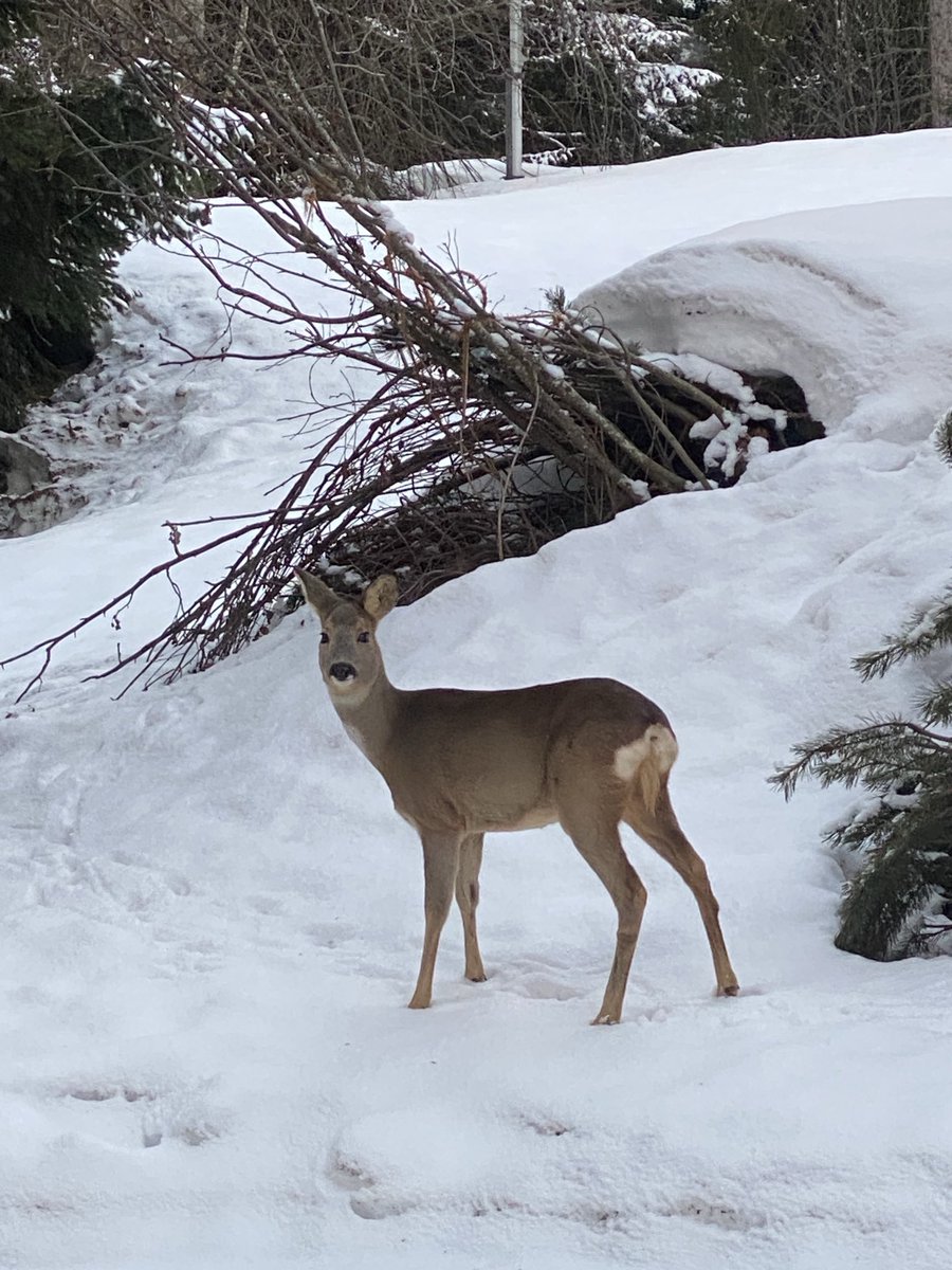 Stefan Hauser tweet media