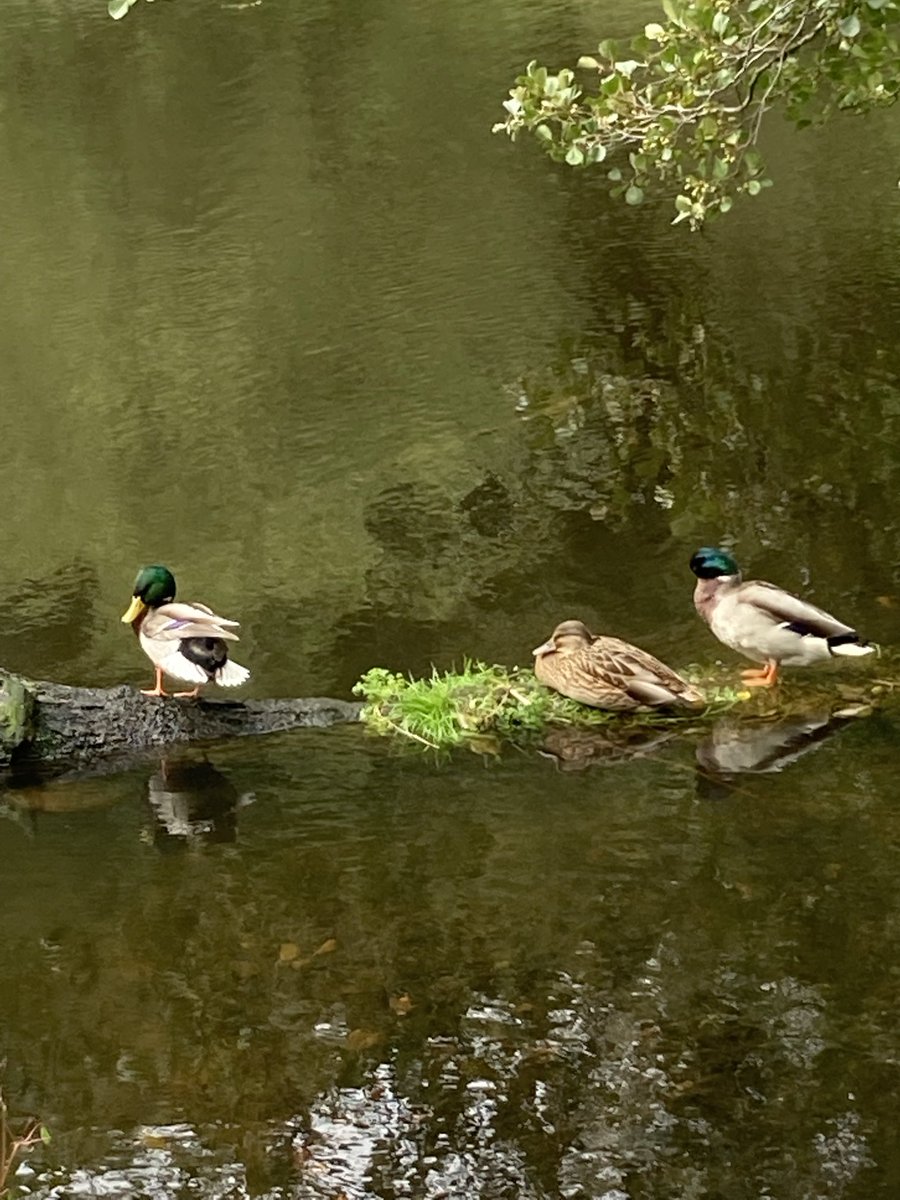 Too cute 🥰 Running slow forces you to actually see your surroundings when you’re training. It’s actually a blessing. It’s not all about getting faster and faster, it’s about refreshing your mind and stepping out of the rat race. ❤️