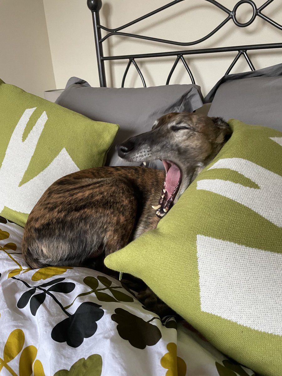 Feeling tired thinking about my rainy ‘stay in bed’ day.