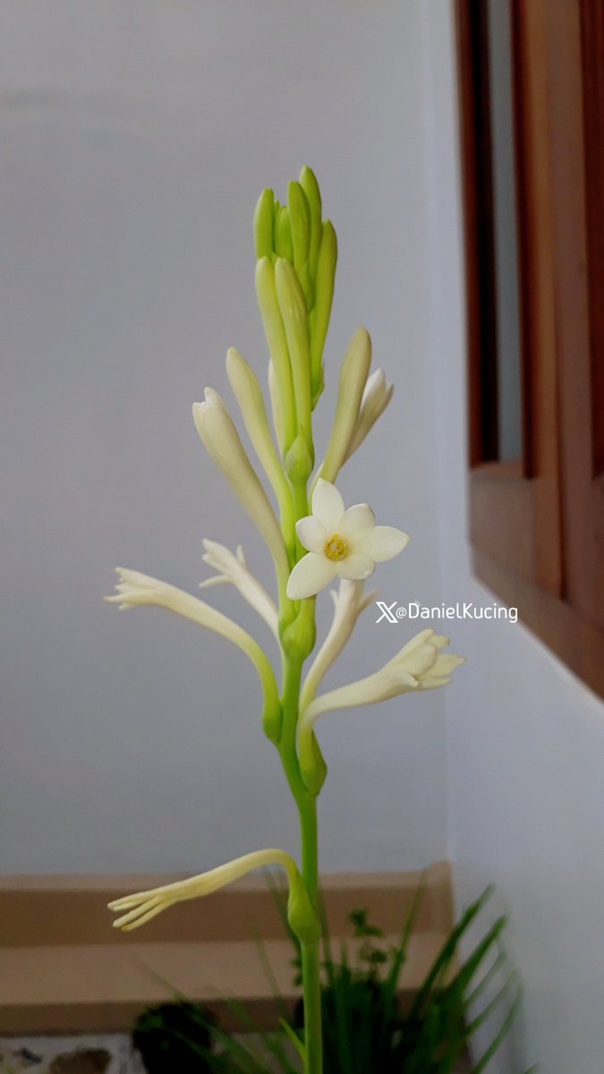 The second blooming session of the pretty tuberose flower (sedap malam), one bud is enough to make a whole room very fragrant, especially at night ♡♡♡