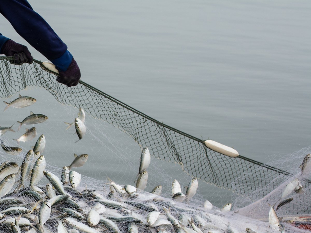 New global guidelines for medical examination of fishers: tinyurl.com/2skt7wyv #FisherSafety