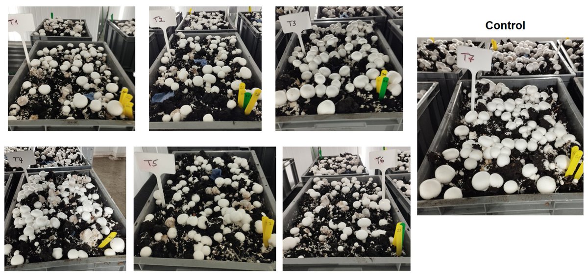 Leca_VIR's tweet photo. Mushroom crop trials in progress
@RL2025 https://t.co/skUeqAUlLR
