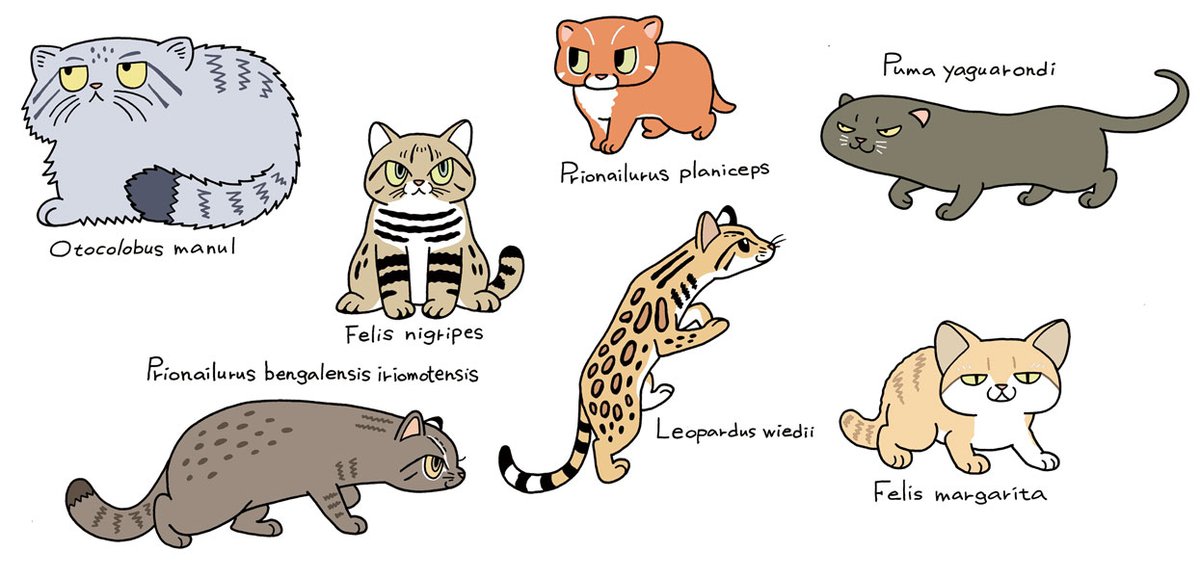 #猫の日 