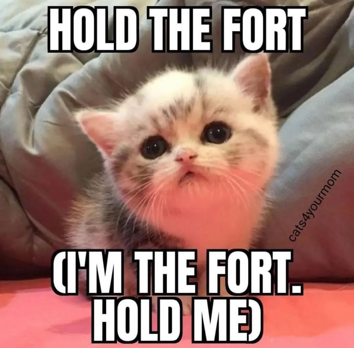 PostsOfCats's tweet photo. https://t.co/PtOMVZamiV