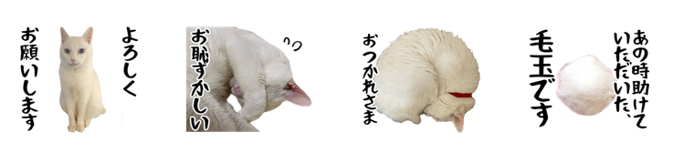 #猫の日2024 に便乗して…
実はミコさんの実写LINEスタンプ出てます🌸
お世話になった人に毛玉を送れるとっても使いやすい16個ラインナップになっております😺
白猫にゃまくびスタンプ - LINE スタンプ | LINE STORE
https://t.co/jC3jGU0hJV 