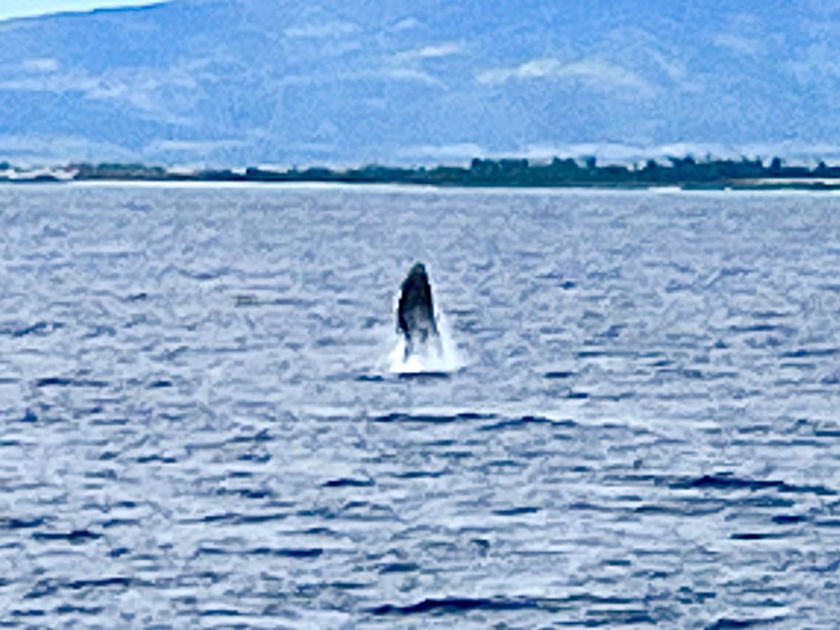 sheiladavies_'s tweet photo. Whale Watching in Honolulu was just amazing ❤️
#Honolulu
#backonboard
#HawaianIslandsSojourn
#myvikingstory
#VikingOceanCruises
#wanderlust #hawaii
#cruise #VikingStar
#myvikingjourney #VikingOceanCruises #VikingCruises #makingmemories
#Cruising https://t.co/1Z0H0r6KXS