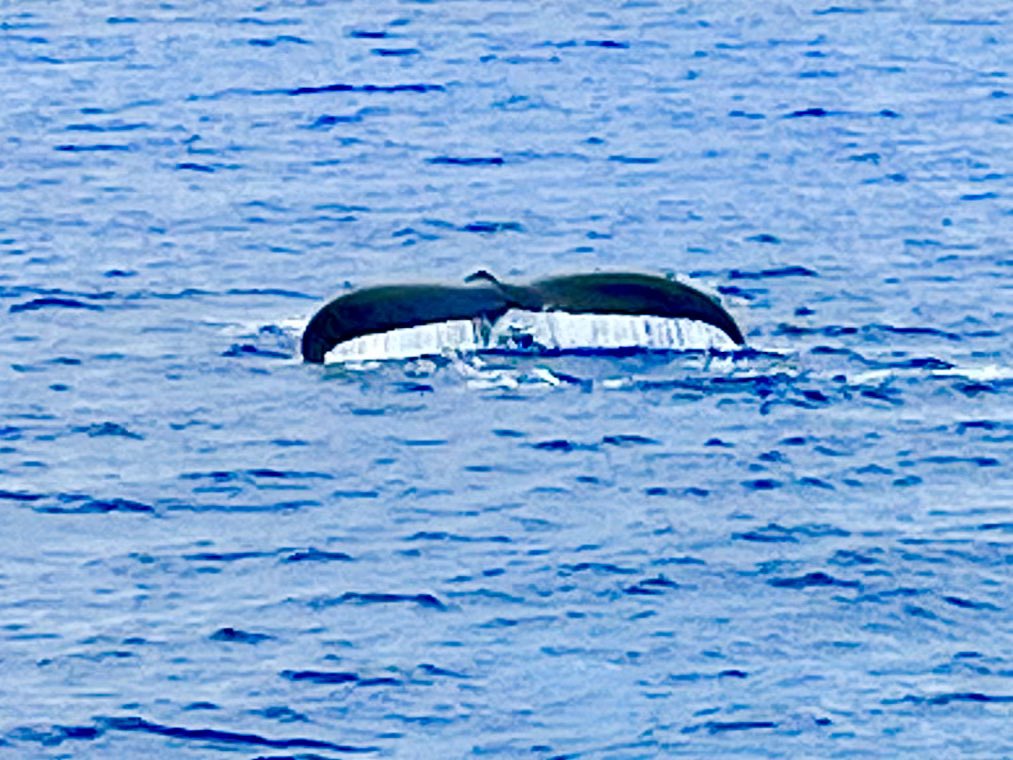 sheiladavies_'s tweet photo. Whale Watching in Honolulu was just amazing ❤️
#Honolulu
#backonboard
#HawaianIslandsSojourn
#myvikingstory
#VikingOceanCruises
#wanderlust #hawaii
#cruise #VikingStar
#myvikingjourney #VikingOceanCruises #VikingCruises #makingmemories
#Cruising https://t.co/1Z0H0r6KXS