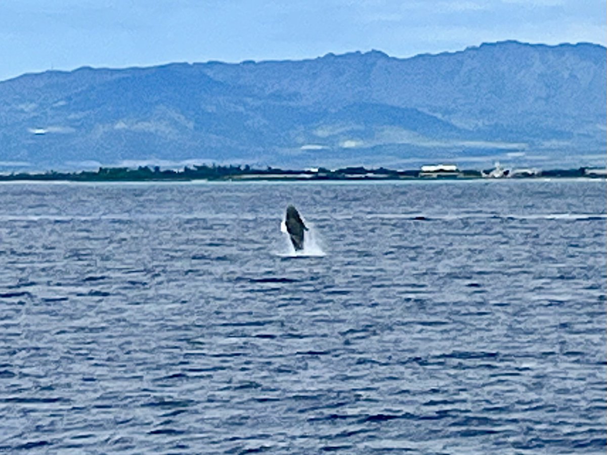 Whale Watching in Honolulu was just amazing ❤️
 #Honolulu 
#backonboard 
#HawaianIslandsSojourn 
#myvikingstory 
#VikingOceanCruises 
#wanderlust #hawaii 
#cruise #VikingStar 
#myvikingjourney #VikingOceanCruises #VikingCruises #makingmemories
#Cruising