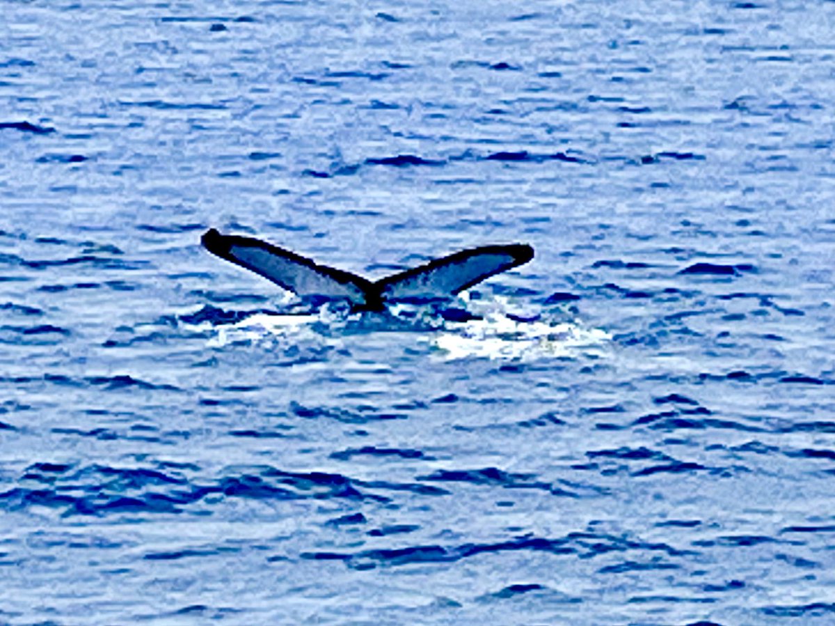 WeLoveVikingUK's tweet photo. Whale Watching in Honolulu was just amazing ❤️
#Honolulu
#backonboard
#HawaianIslandsSojourn
#myvikingstory
#VikingOceanCruises
#wanderlust #hawaii
#cruise #VikingStar
#myvikingjourney #VikingOceanCruises #VikingCruises #makingmemories
#Cruising https://t.co/86LhWcU0CP