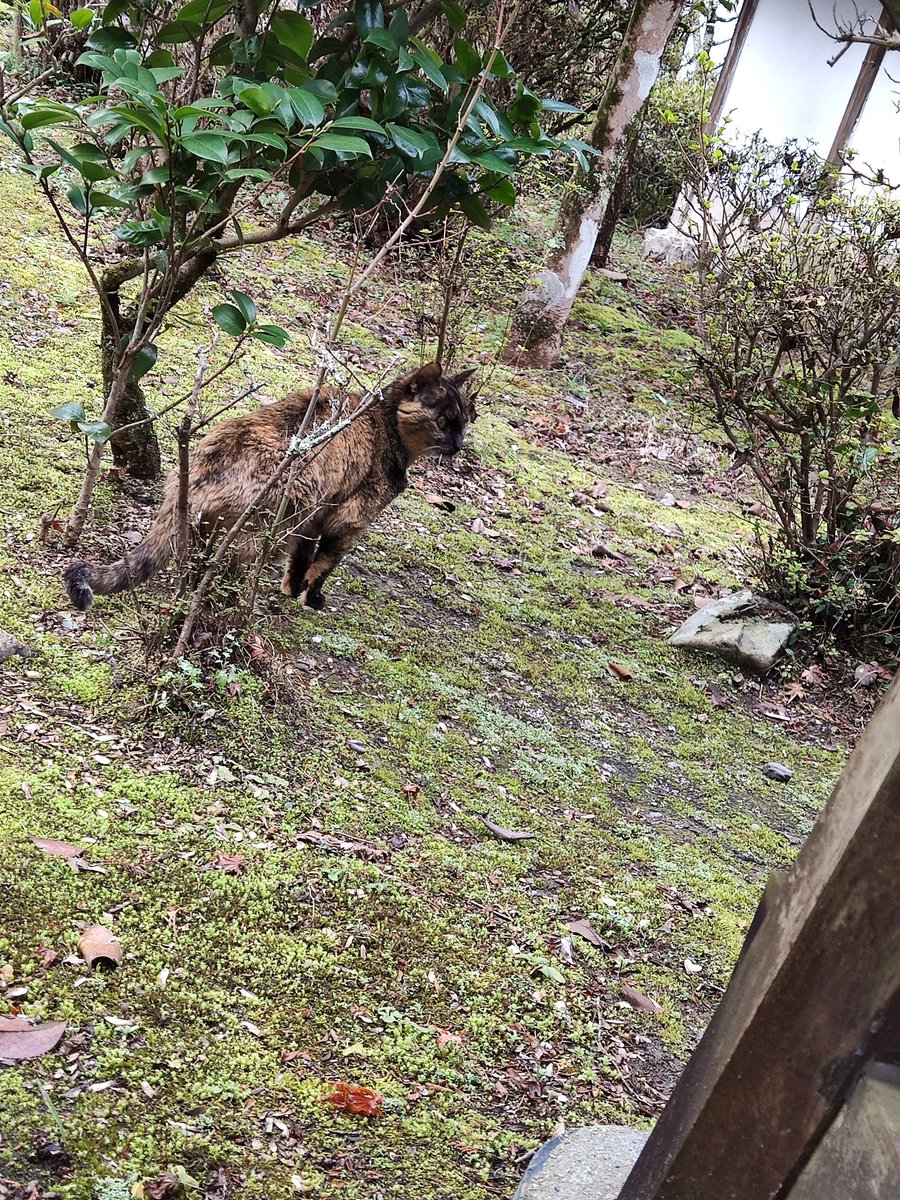 kuroneko3nya's tweet image. #猫の日
#看板ねこ
序音(ジョネ)ちゃん💕18才