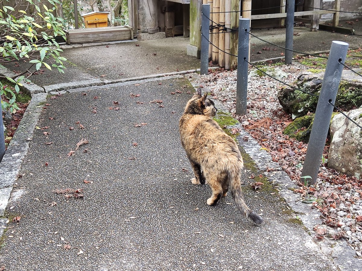 kuroneko3nya's tweet image. #猫の日
#看板ねこ
序音(ジョネ)ちゃん💕18才