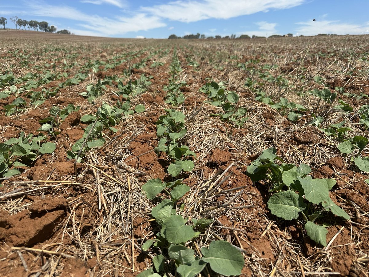 What a difference a week makes at this time of year 🤩This Phoenix Canola is absolutely pumping! 💪
A few Grazing Oats starting to get sown around the district, a great way to iron out issues w/ seeders before #Plant24 really kicks off in March
#Canola24 #GrazingCrops #GrowmoreAg