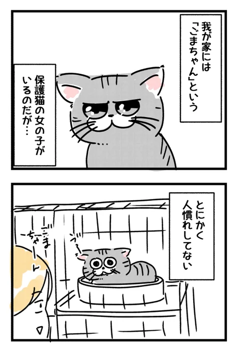 うちの人慣れしてない猫を紹介します。 詳しくはコチラ↓  #エッセイ漫画 #にゃんにゃんにゃんの日