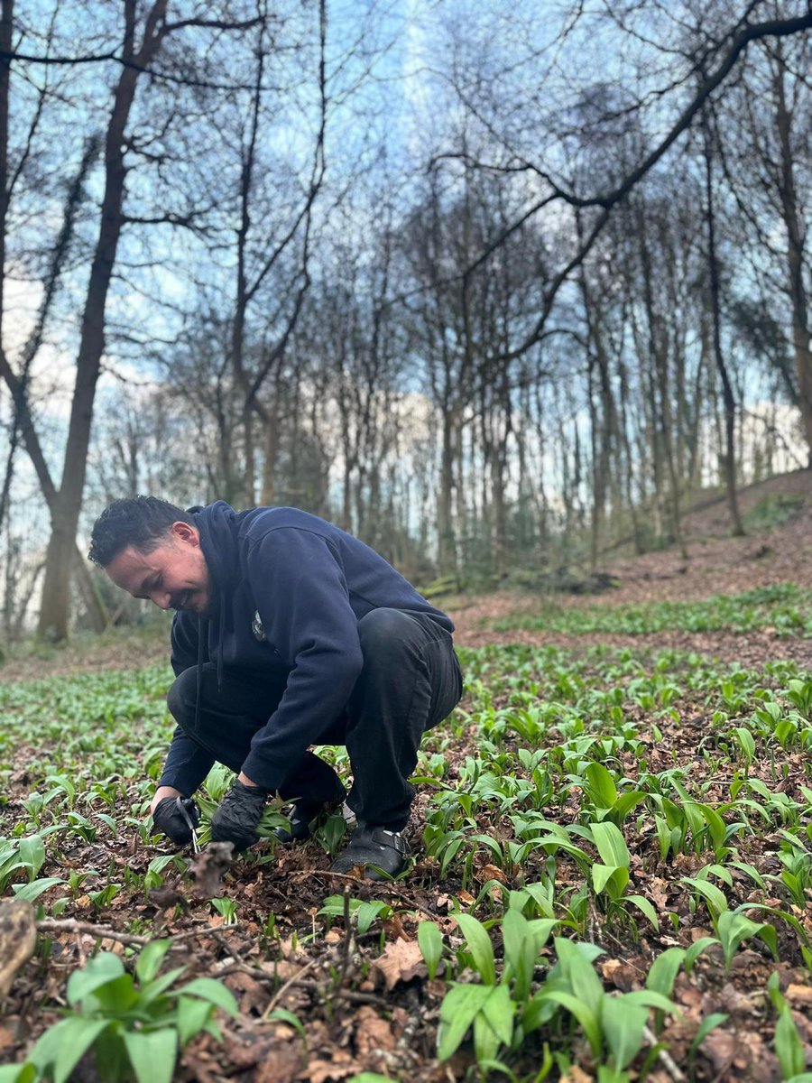 Chef Luke picking wild garlic - featuring in our seasonal Tasting Thursday menu with pork tenderloin, mushroom and braised cheek. Pre-dinner nibbles, freshly-baked breads, and 5 glorious courses for just £49. Full menu: vmne.ws/3ON1gWz See you later!🐷