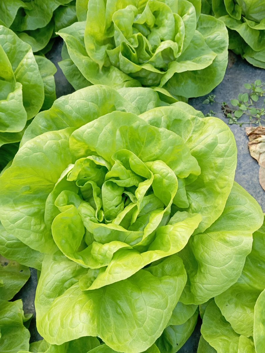JAVARKES's tweet photo. #controlbiológico de plagas y enfermedades en lechuga. Nuevo año y nuevos retos…, y la verdad es que las cosas van saliendo adelante #Trianum #Capirel @KOPPERT_ES https://t.co/VVvGyCmZxZ
